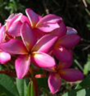 plumeria_chompoo-dok-yai - Poze cu soiuri de plumerii