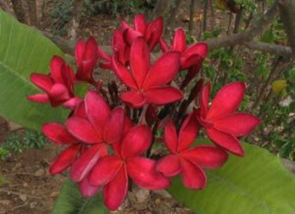 Plumeria_Chiang-Rai-Red - Poze cu soiuri de plumerii