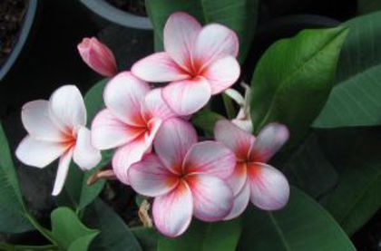 plumeria_cherry-pink - Poze cu soiuri de plumerii