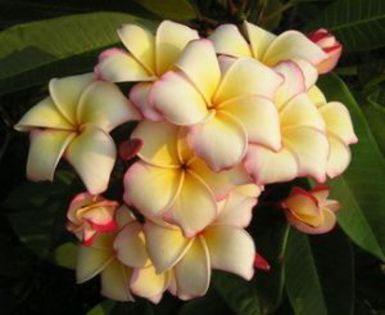 plumeria_angus-cream