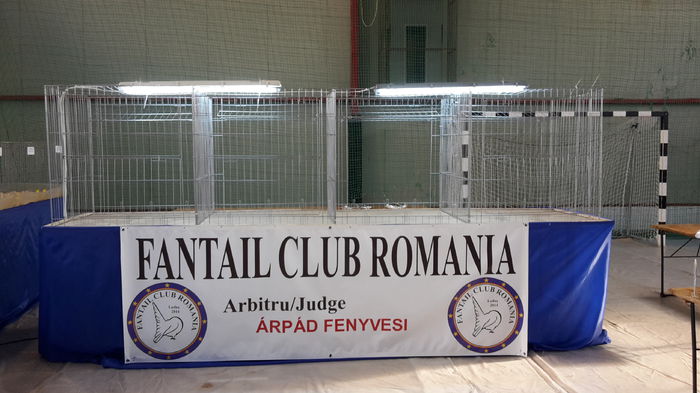 20141205_113232 - EXPO FANTAIL CLUB ROMANIA LUDUS 2014