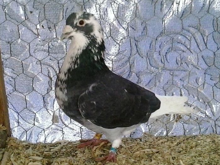  - FOTO PORUMBEI