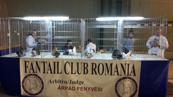 20141206_181711 - EXPO FANTAIL CLUB ROMANIA LUDUS 2014