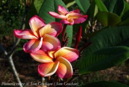 Plumeria_Som-Gradjaan - Poze cu soiuri de plumerii
