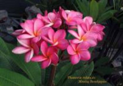 plumeria_muangbendjapan1