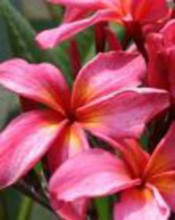 plumeria_melon-twist
