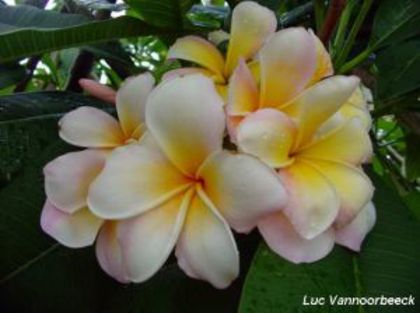 Plumeria_Marinos-Rainbow2 - Poze cu soiuri de plumerii