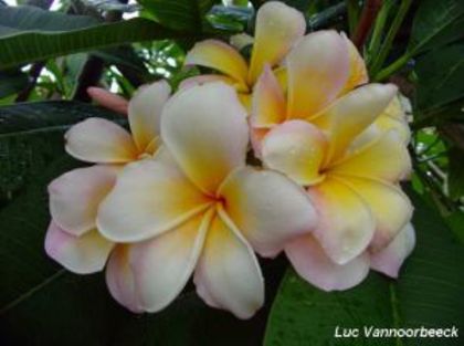 Plumeria_Marinos-Rainbow2