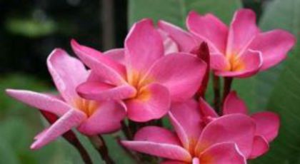 plumeria_manoa-pink