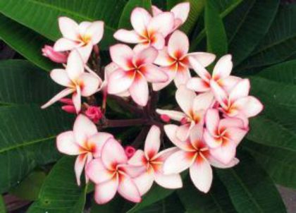 plumeria_gee-pet-magenta_powder1 - Poze cu soiuri de plumerii