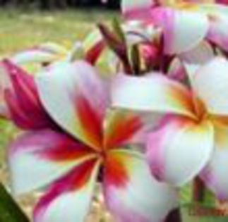 plumeria_madame-rainbow