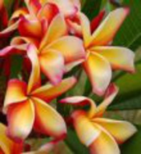 plumeria_lueang-thammasat - Poze cu soiuri de plumerii