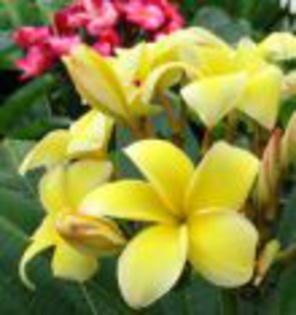 plumeria_Lueang-Kham-Luang - Poze cu soiuri de plumerii