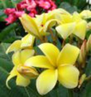 plumeria_Lueang-Kham-Luang