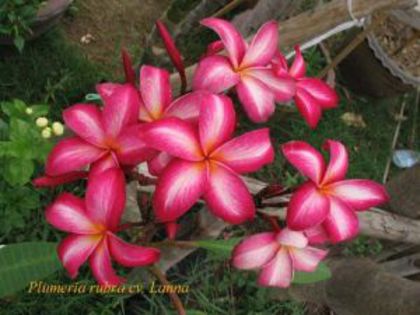 plumeria_lanna