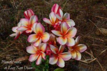 Plumeria_Laay-Nam-Dtaan