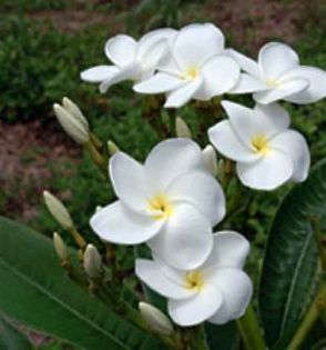 plumeria_Khao-Malee-2 - Poze cu soiuri de plumerii