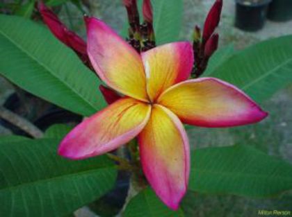 plumeria_jeannie-moragne2 - Poze cu soiuri de plumerii
