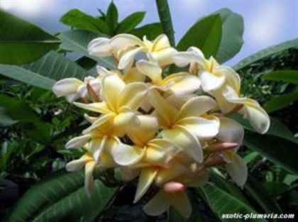 Plumeria_jacqueline