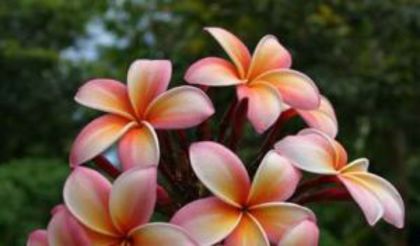 plumeria_jl-white-pink-rainbow1 - Poze cu soiuri de plumerii