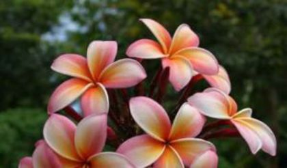 plumeria_jl-white-pink-rainbow1