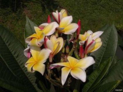 plumeria_JL-starlight - Poze cu soiuri de plumerii