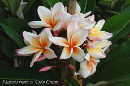 Plumeria_coral-cream