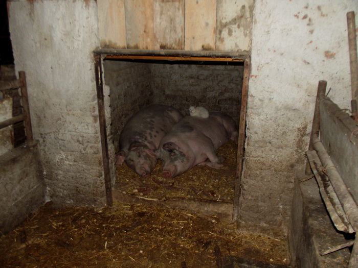 DSCF1386 exterminatorul de porci (1) - C--- primii nostrii porci-----2013-2014    Duminica 07 12 2014 a fost ultima lor zi de viata