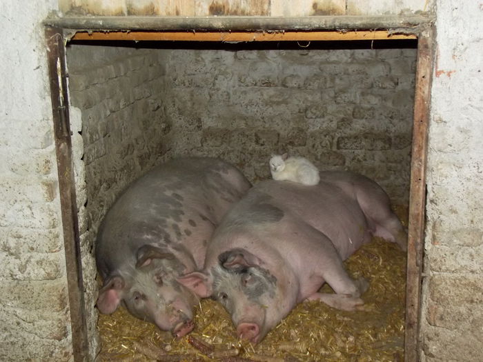 DSCF1386 exterminatorul de porci (3) - C--- primii nostrii porci-----2013-2014    Duminica 07 12 2014 a fost ultima lor zi de viata