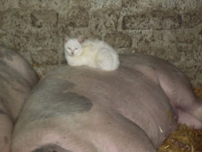 DSCF1386 exterminatorul de porci (4) - C--- primii nostrii porci-----2013-2014    Duminica 07 12 2014 a fost ultima lor zi de viata