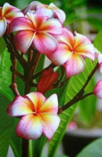 plumeria_jackwood - Poze cu soiuri de plumerii