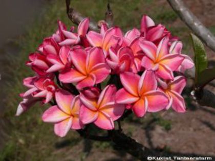plumeria_J-23-1 - Poze cu soiuri de plumerii