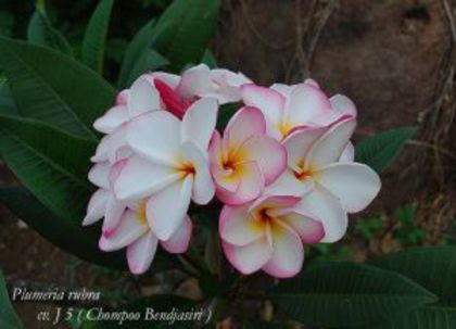 plumeria_J-5 - Poze cu soiuri de plumerii