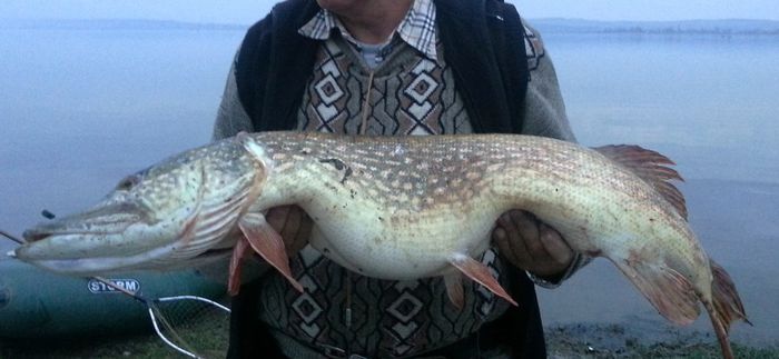 Record personal; Stiuca de 12,100kg prinsa la un shad  de 4,5 cm.
