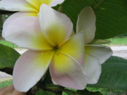 plumeria_courtade-pink3 - Poze cu soiuri de plumerii