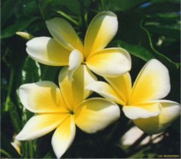 plumeria_cozumel-yellow - Poze cu soiuri de plumerii