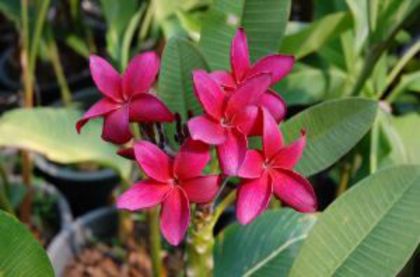 plumeria_daeng-kama-yee3 - Poze cu soiuri de plumerii