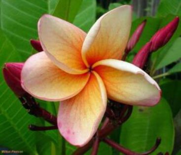 Plumeria_India - Poze cu soiuri de plumerii