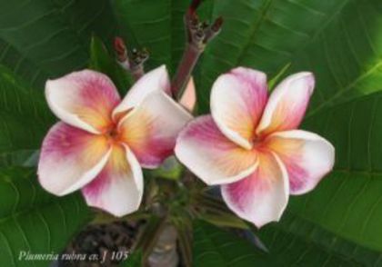 plumeria_j-105