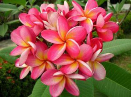 plumeria_duke - Poze cu soiuri de plumerii