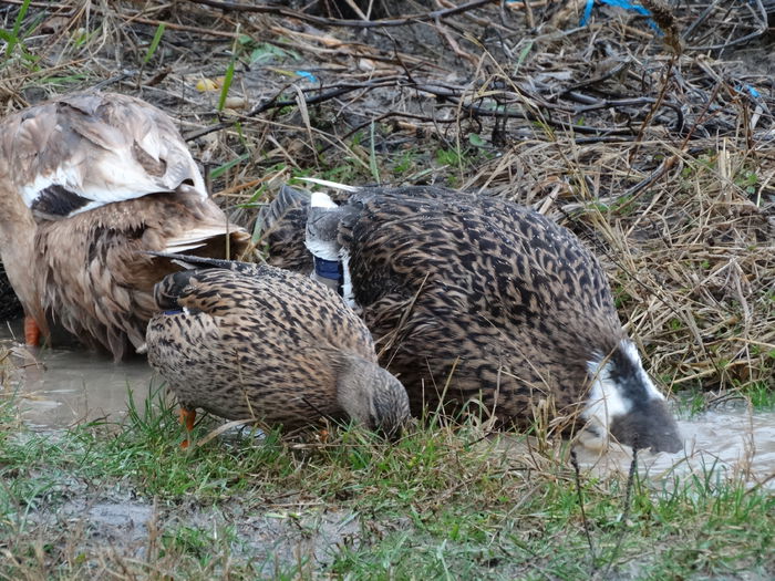 DSC03707 - Rate pitice