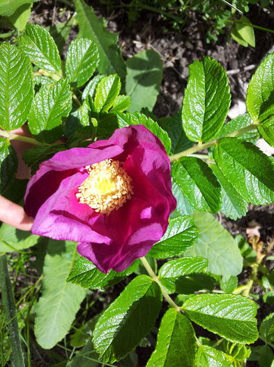 Rosa Rugosa Atropurpurea - Colectie trandafiri - cei care au inflorit in 2014