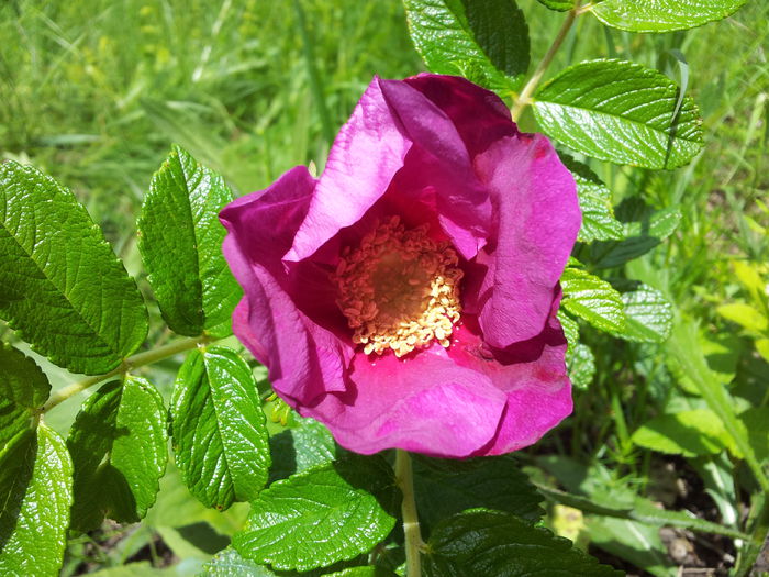 Rosa Rugosa Atropurpurea - Colectie trandafiri - cei care au inflorit in 2014