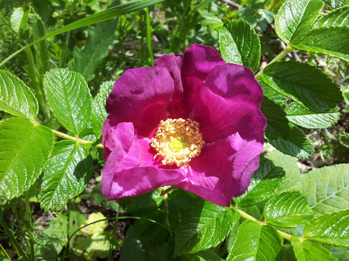 Rosa Rugosa Atropurpurea - Colectie trandafiri - cei care au inflorit in 2014