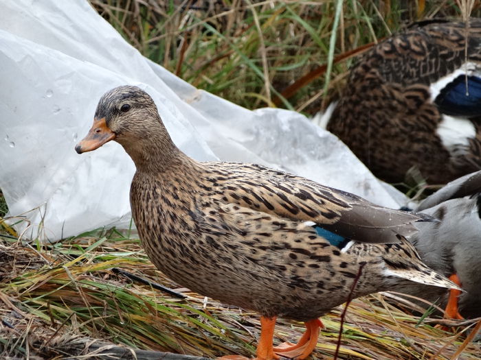 DSC03709 - Rate pitice