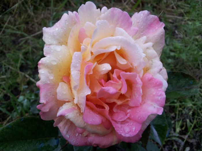 Variegata di Barni