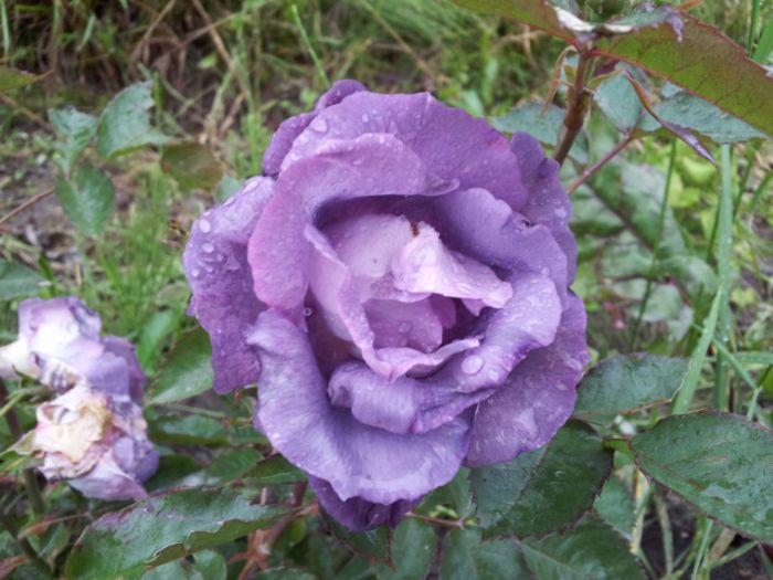 Pacific Dream/Blue For You