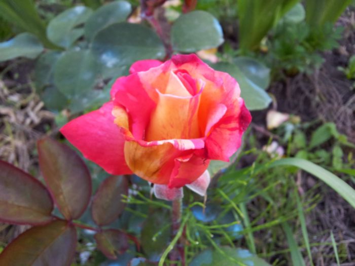 Variegata di Barni