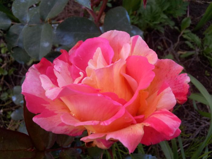 Variegata di Barni