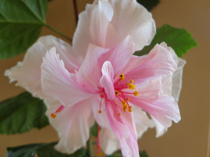 084 - HIBISCUS WHITE PRIDE OF HANKINS